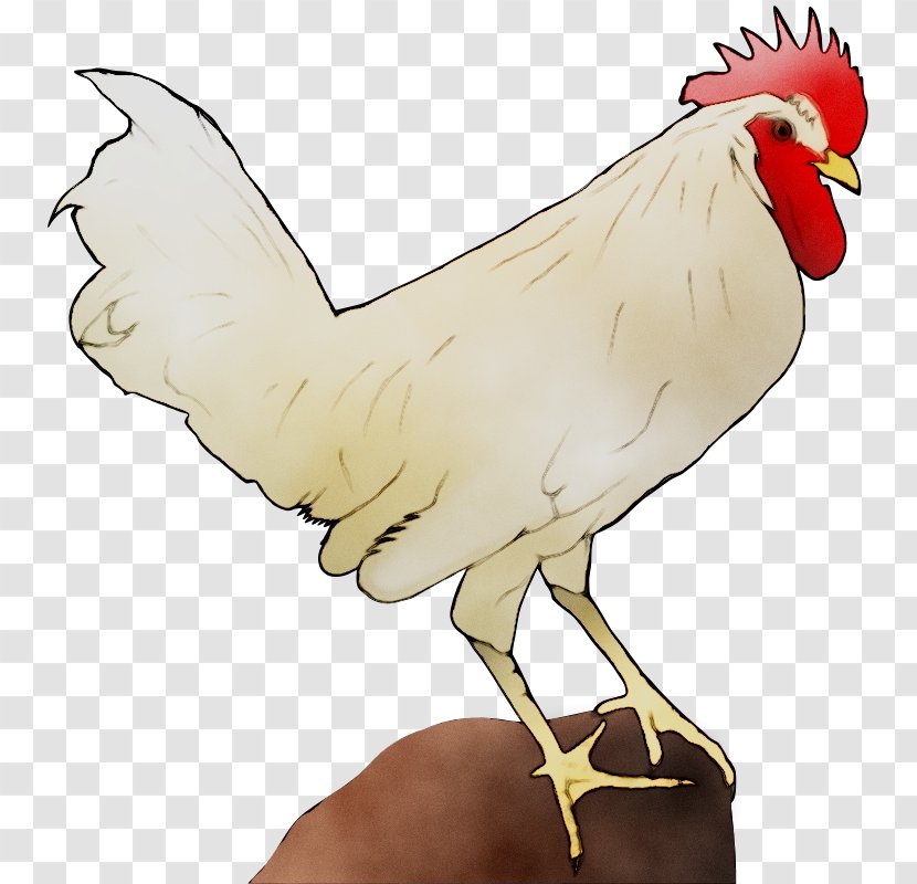 Rooster Chicken Clip Art Image - Orange - Drawing Transparent PNG