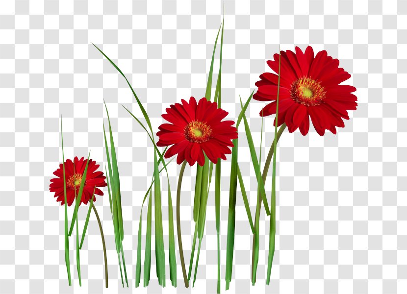 Transvaal Daisy Flower Bouquet Garden Roses Red - Flowering Plant Transparent PNG