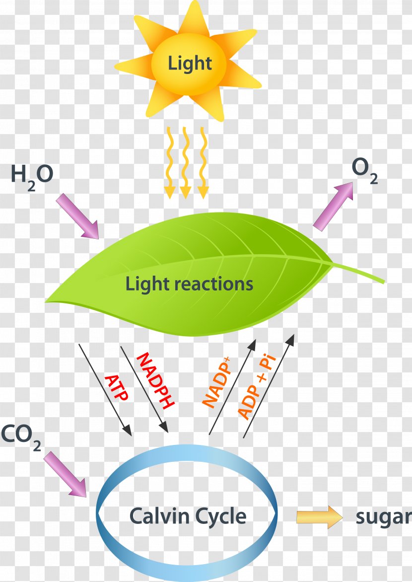Light-dependent Reactions Photosynthesis Light-independent Calvin Cycle - Biology Transparent PNG