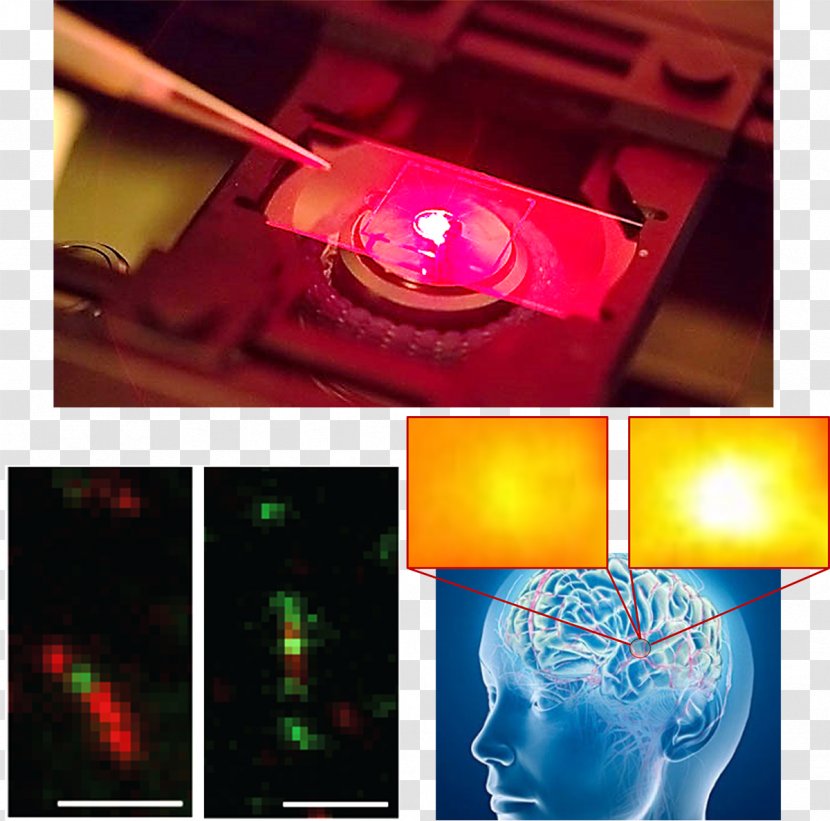 Human Brain Neurochemistry Neuroscience - Sensor Transparent PNG