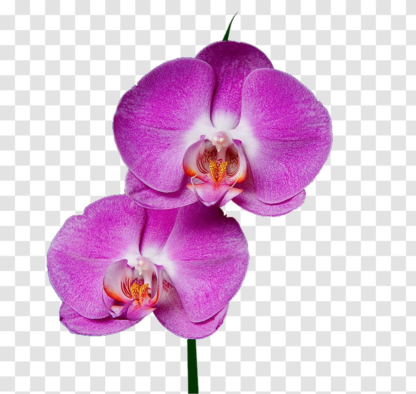 Moth Orchids Garden Roses Drawing Flower - Petal Transparent PNG