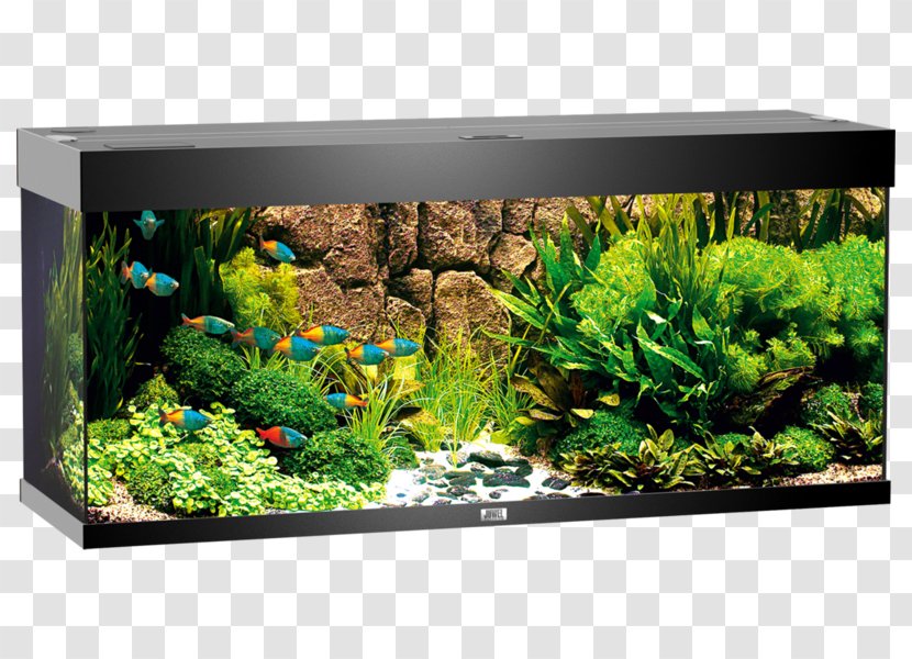 Aquarium Bitxi Light Fishkeeping Transparent PNG