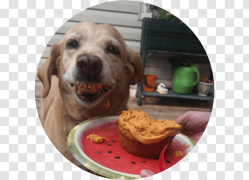 Labrador Retriever Puppy Dog Breed Food - Happy Pet Transparent PNG