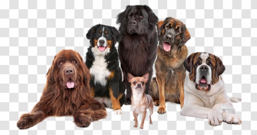 Shar Pei Chihuahua Newfoundland Dog Leonberger Puppy - Cuteness - Collection Of Various Dogs Transparent PNG
