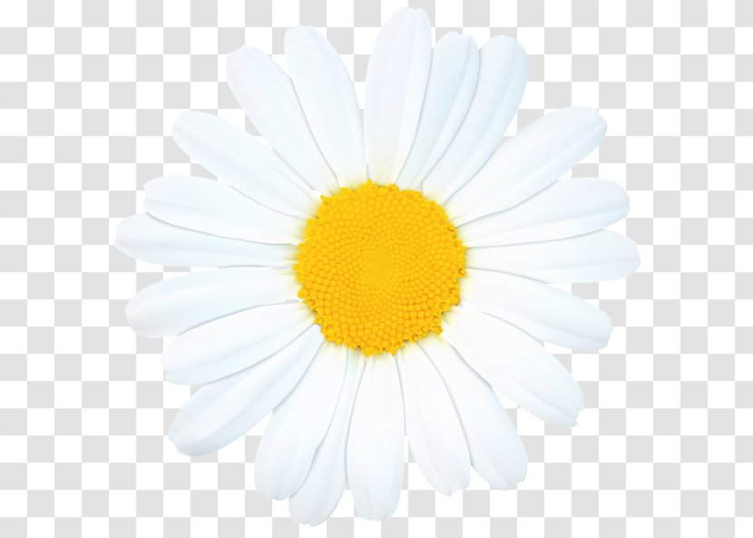 Common Daisy Royalty-free Clip Art - Chrysanths - Chamomile Transparent PNG
