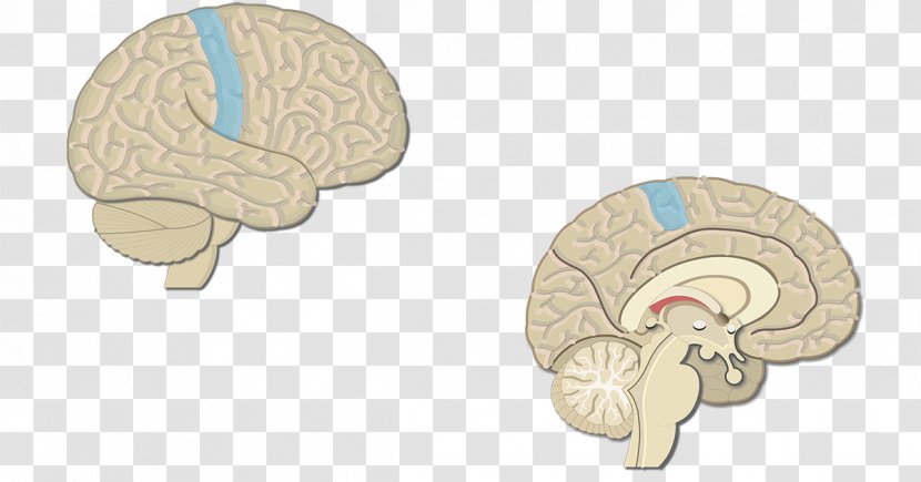 Brain Visual Cortex Cerebral Primary Motor - Cartoon Transparent PNG