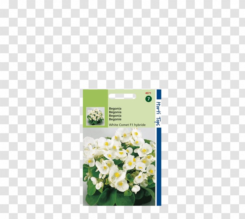 Les Bégonias Wax Begonia White Formula 1 Plants - Plant Transparent PNG