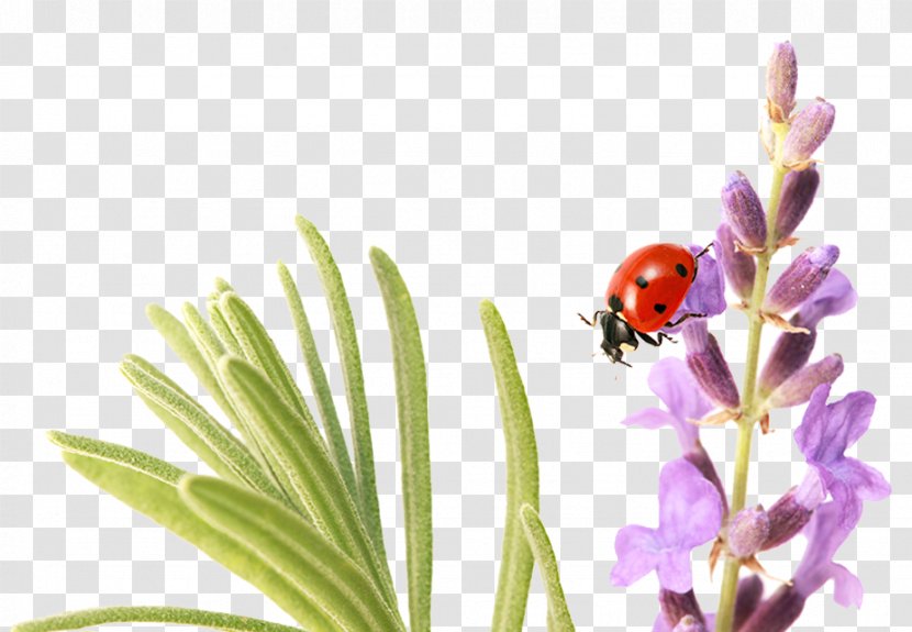 Petal Lavender Leaf Ladybird - Plant - Ladybug Transparent PNG