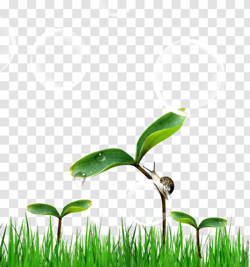 Green Wallpaper - Google Images - Tree On The Snail Transparent PNG