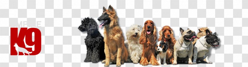 Dogs N 'Roses - Dog Like Mammal - School And Hotel For Lahovice Psí HotelDog Transparent PNG