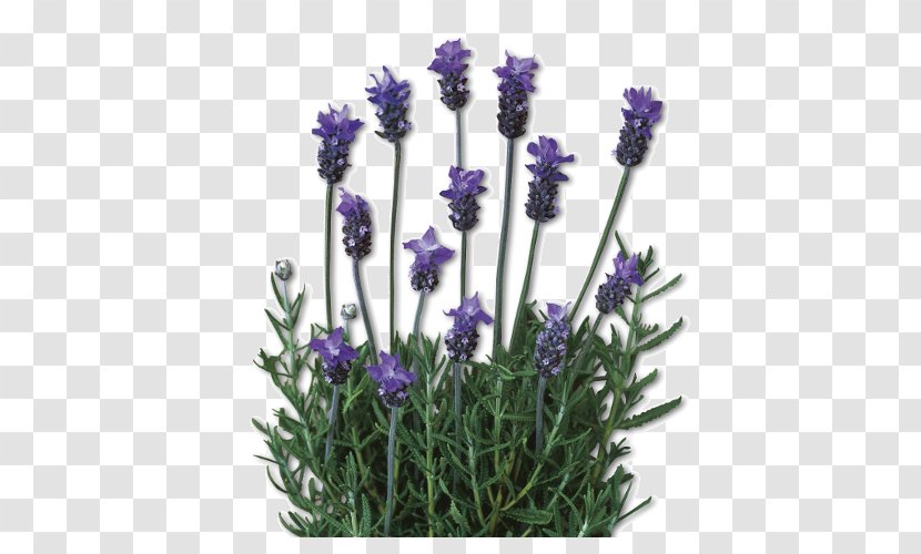 English Lavender Lavandula Dentata French Plant Lamiaceae - Flower - Lavanda Transparent PNG