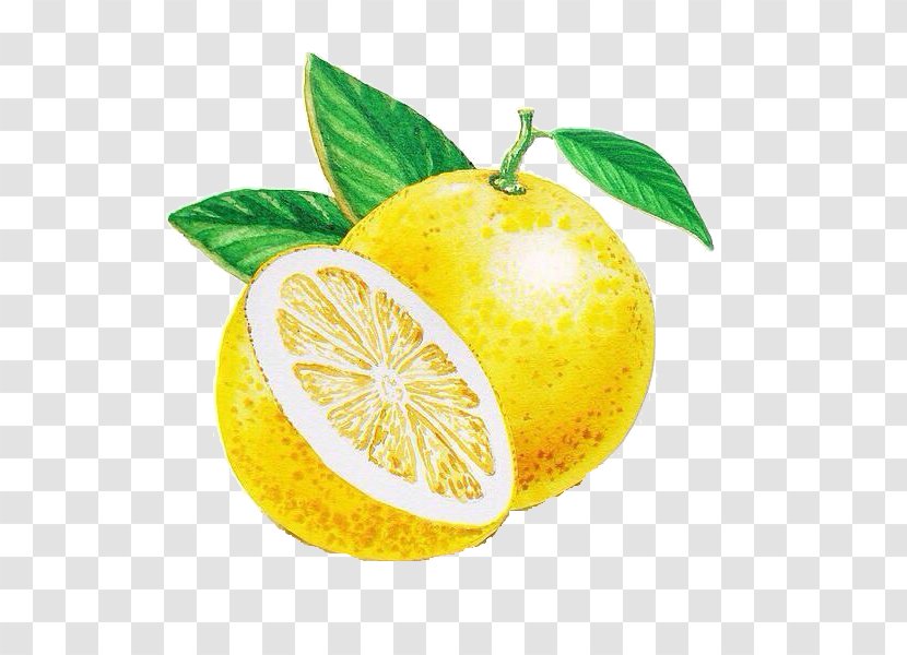 Lemon Grapefruit Persian Lime Rangpur Citrus Junos Transparent PNG