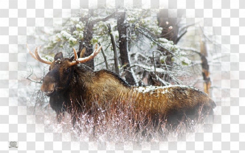 Elk Père David's Deer Desktop Wallpaper Moose Transparent PNG