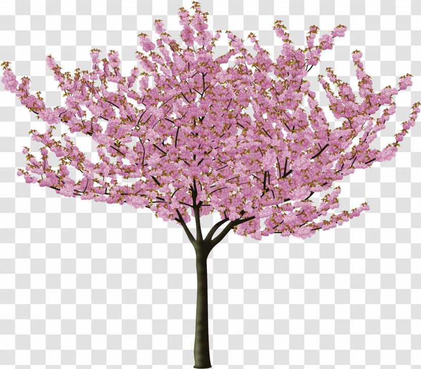 Cherry Blossom Tree Drawing - Plant - Stem Twig Transparent PNG
