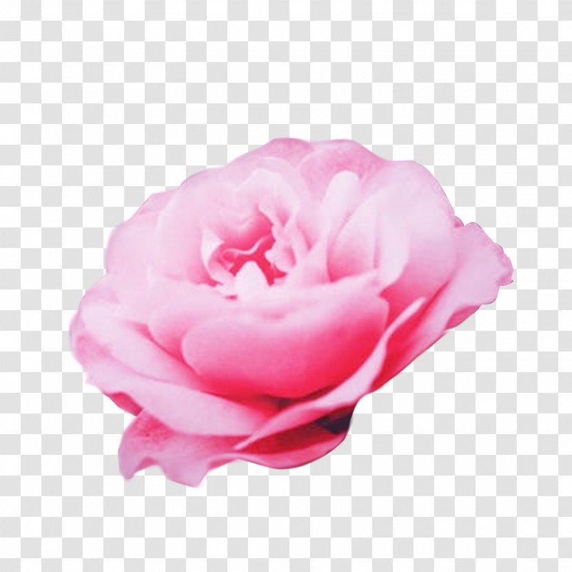 Garden Roses Cabbage Rose Floribunda Etsy Energy - Rosa Centifolia - Mothers-day BACKGROUND Transparent PNG
