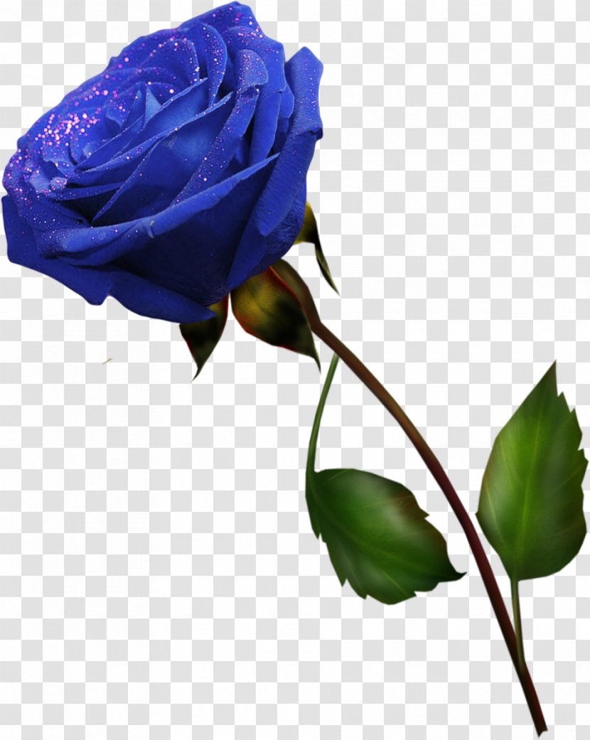 Blue Rose Cut Flowers Garden Roses Purple - Rosa Centifolia - Lilac Transparent PNG