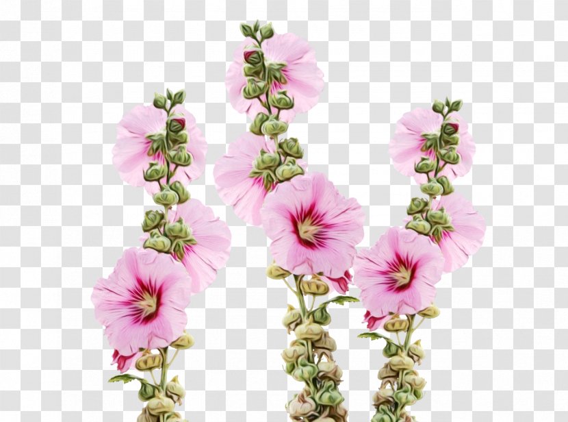 Family Tree Drawing - Mallow - Herbaceous Plant Verbascum Transparent PNG