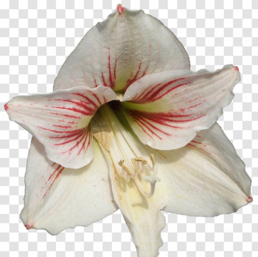 Amaryllis Jersey Lily Cut Flowers Petal Belladonna - Darshan Transparent PNG