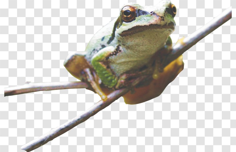 True Frog Tree Toad Transparent PNG