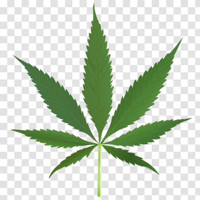 Cannabis Sativa Marijuana Medical Leaf Transparent PNG