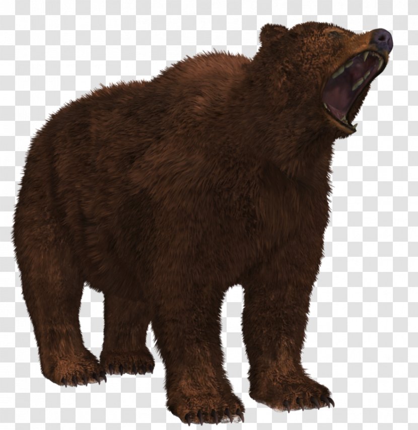Grizzly Bear Brown American Black - Terrestrial Animal - 8 Transparent PNG