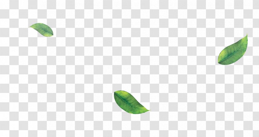 Leaf - Green Tea Transparent PNG