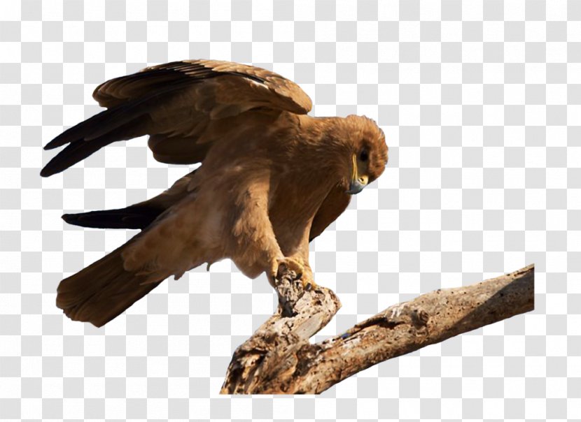 Bird Of Prey Vulture Hawk - Fauna - Macaw Transparent PNG