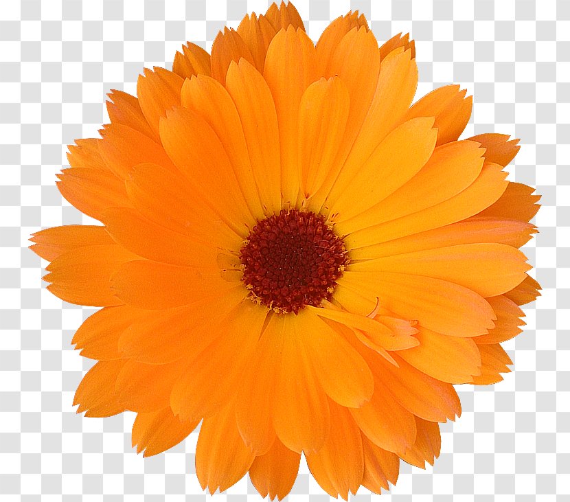 Paper Cut Flowers Pom-pom Transvaal Daisy - Orange - Fleure Transparent PNG