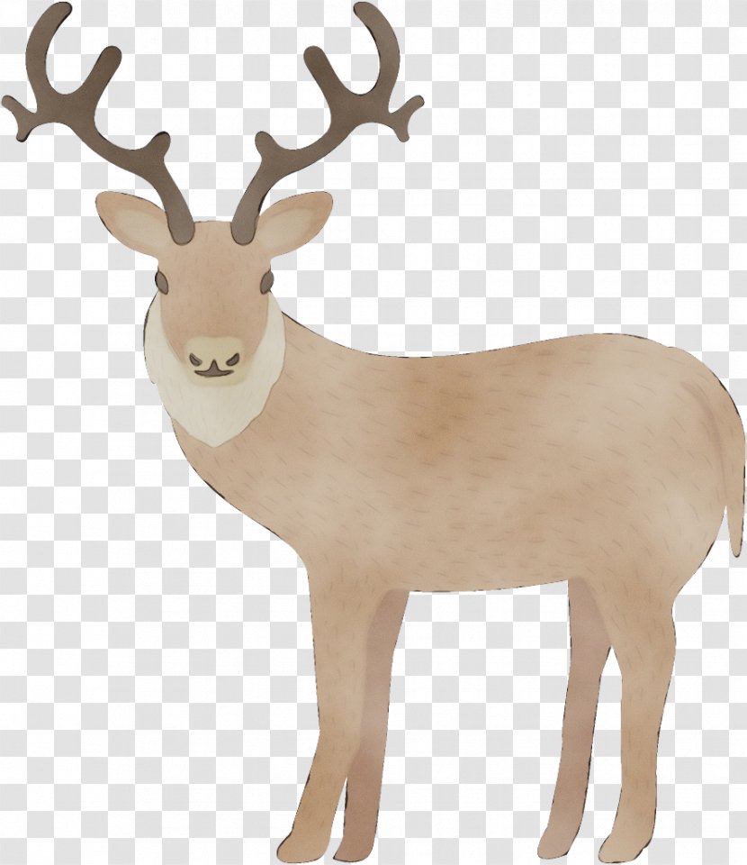 Reindeer - Antler - Fur Fawn Transparent PNG