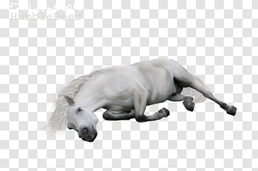 Horse Drawing Dog Breed Transparent PNG