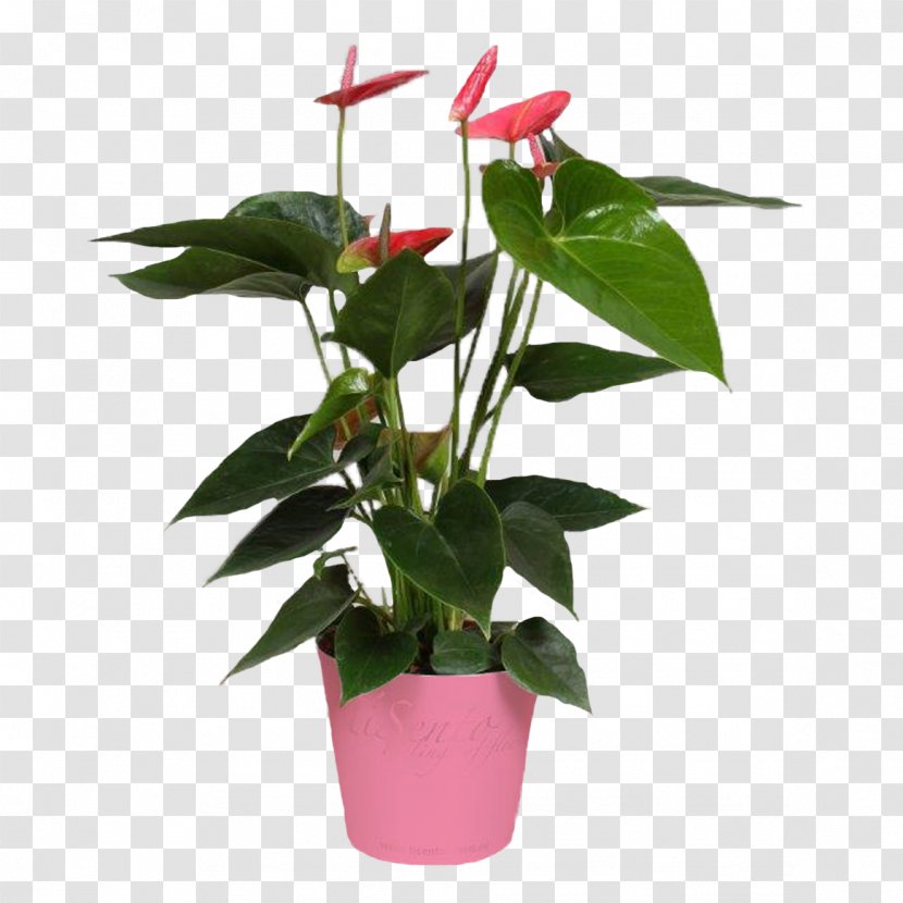 Cut Flowers Flowerpot Houseplant Plant Stem Leaf Transparent PNG