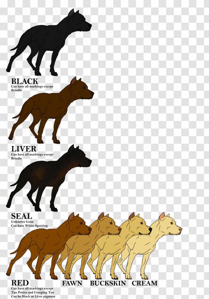 Canidae Cat Horse Dog Mammal - Like - American Pit Bull Terrier Transparent PNG