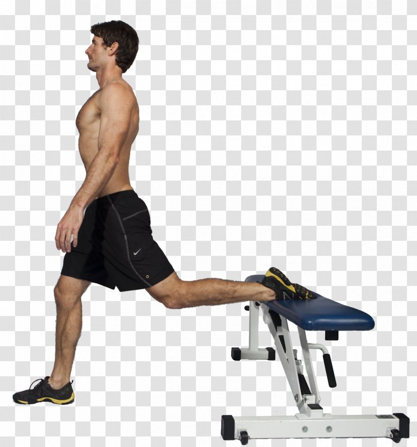 Physical Fitness Bench Lunge Squat Exercise - Tree - Dumbbell Transparent PNG