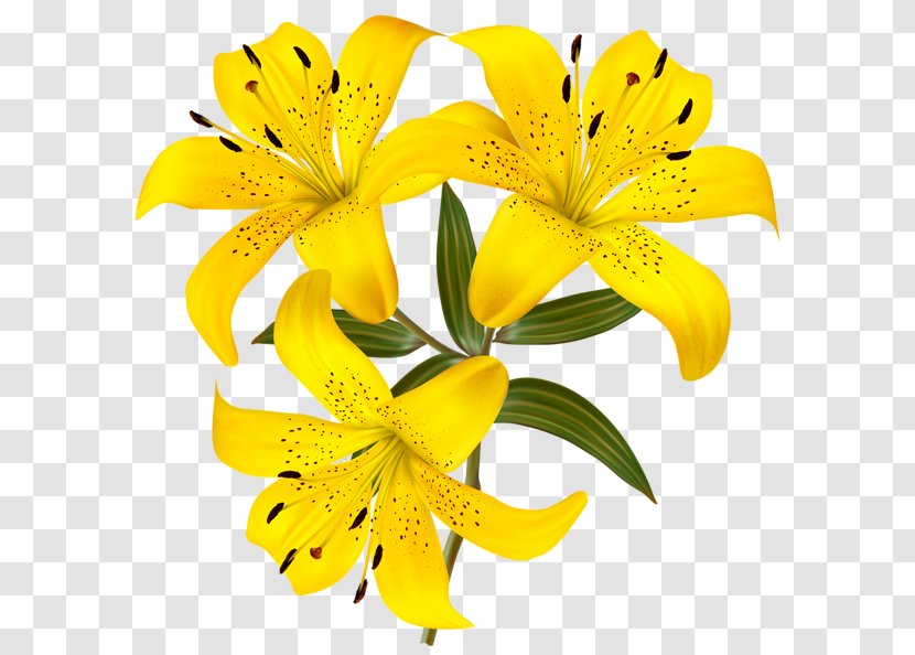 Tiger Lily Flower Yellow Clip Art Transparent PNG