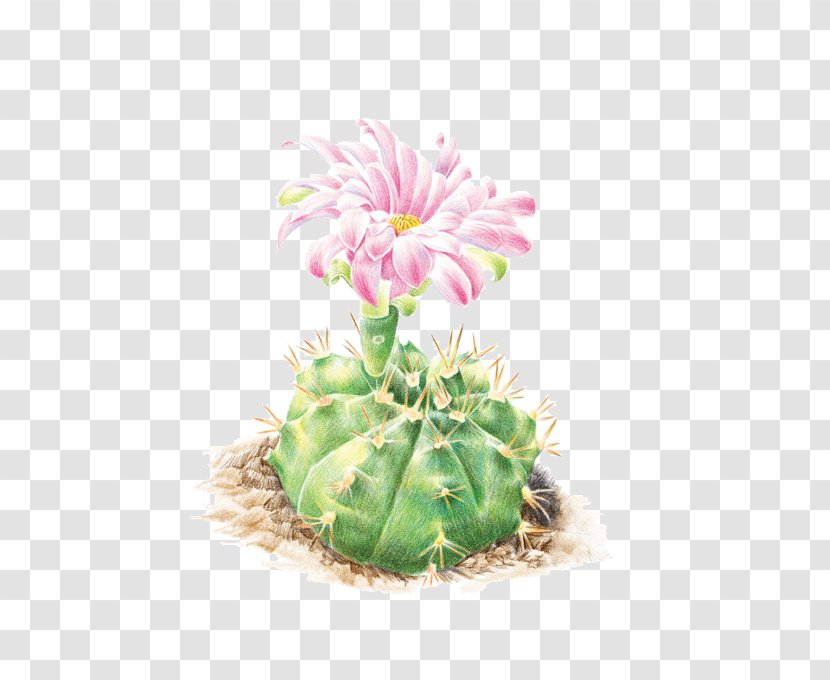 Cactaceae Colored Pencil Flower Illustration - Floral Design - Cactus Transparent PNG