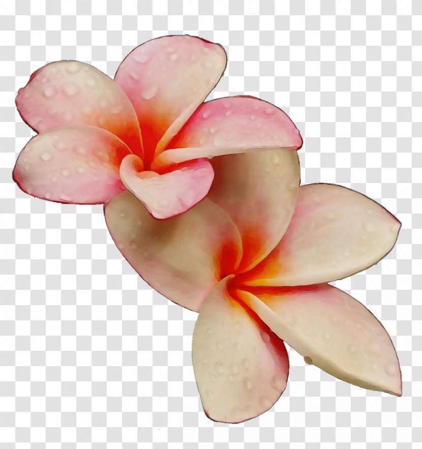 Petal Frangipani Flower Pink Plant - Anthurium - Moth Orchid Transparent PNG