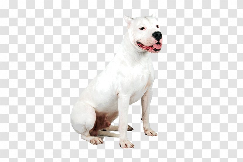 Dogo Argentino Dog Breed Guatemalan Pit Bull Staffordshire Terrier - Guatemalteco - Guard Transparent PNG