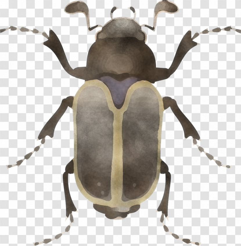Insect Beetle Stag Beetles Elephant Beetle Weevil Transparent PNG