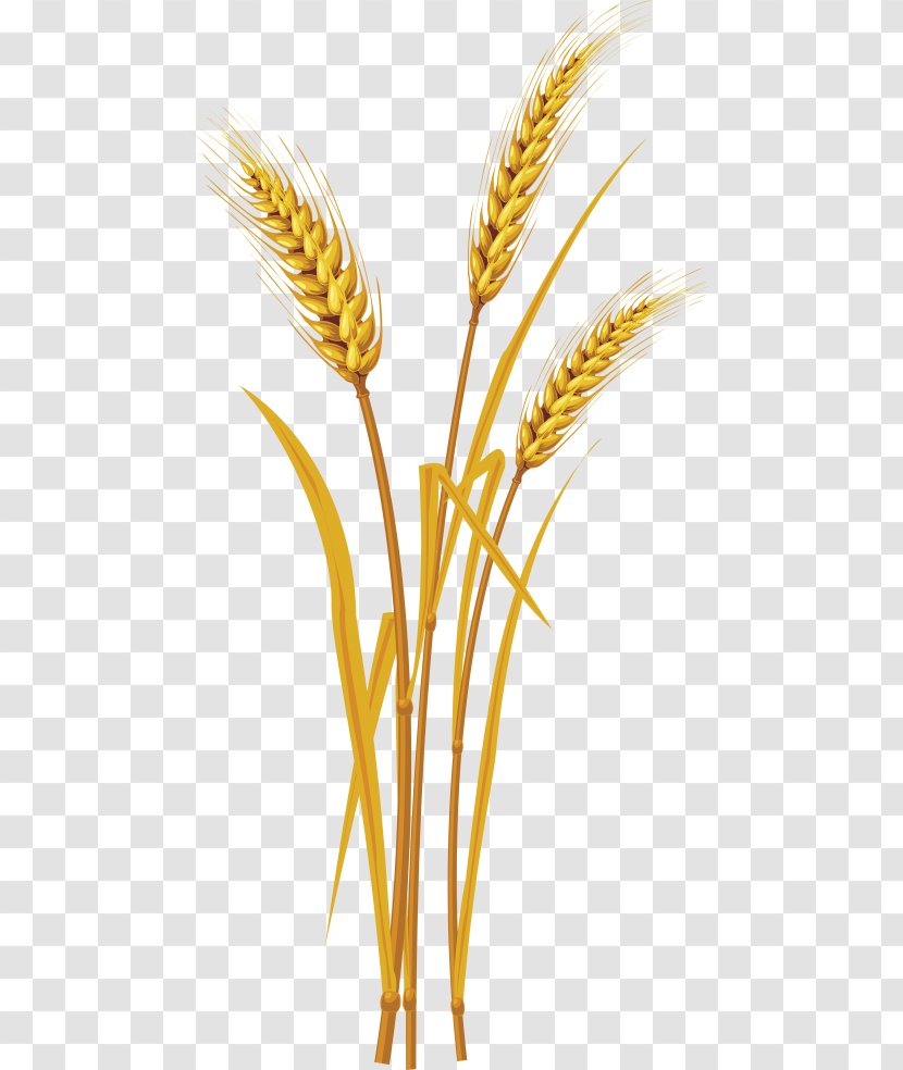 Clip Art Cereal Ear Grain - Wheat Transparent PNG
