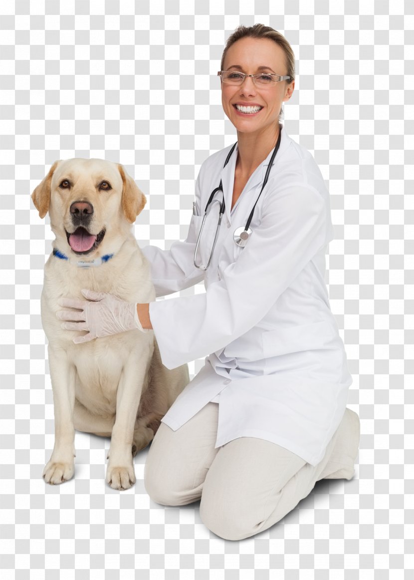 Dog Breed LinkedIn Afacere Veterinarian Puppy - Linkedin - Pet Hospital Transparent PNG