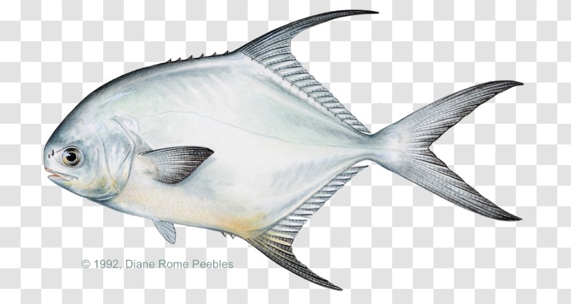 Florida Keys International Game Fish Association Permit Fishing - Fly Transparent PNG