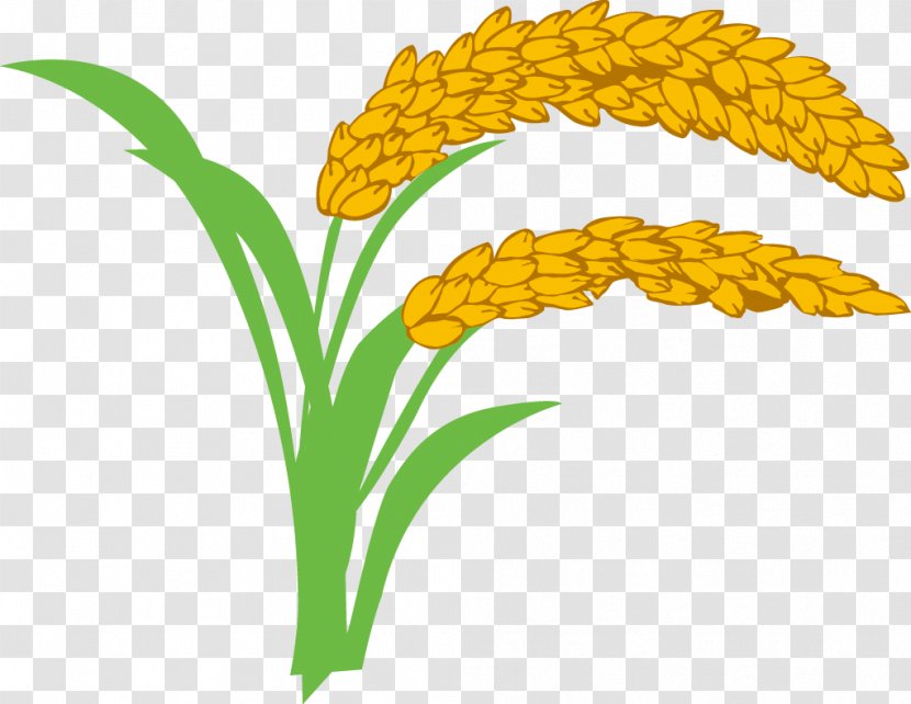 Rice Oryza Sativa Wheat Clip Art - Yellow - Paddy,Rice,Rice,Hedao,Rice Transparent PNG