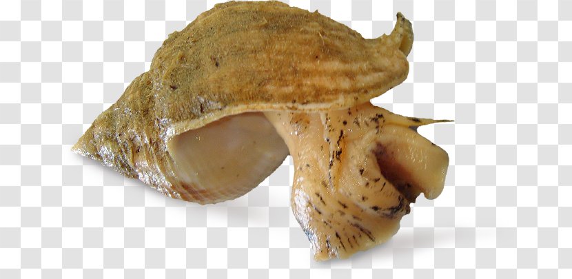 Whelk Buccinum Undatum Buccinidae Seafood Shellfish - Jaw - Sushi Transparent PNG