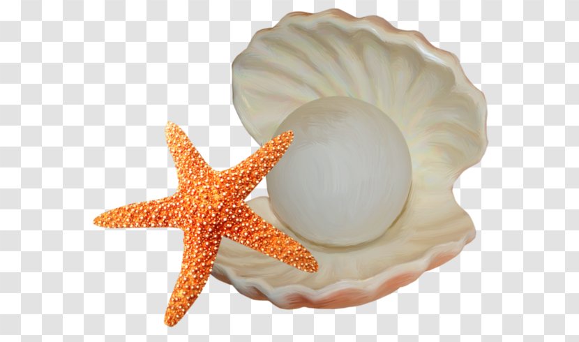 Seashell Starfish Illustration - Organism - And Shells Transparent PNG