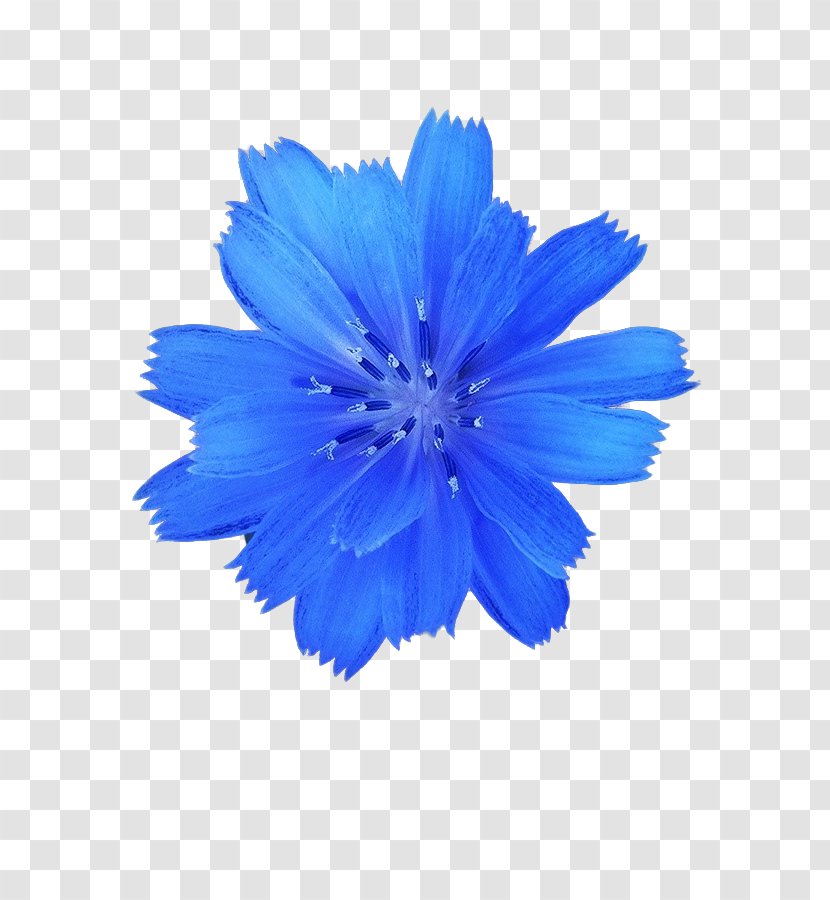 Blue Stock Photography White Flower - Cosmos Transparent PNG