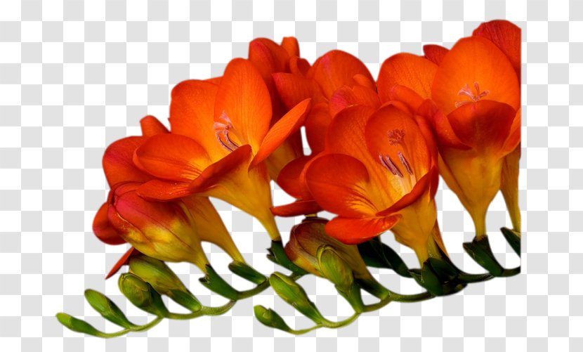 Cut Flowers Petal Floral Design Oyster - Orange - Flower Transparent PNG