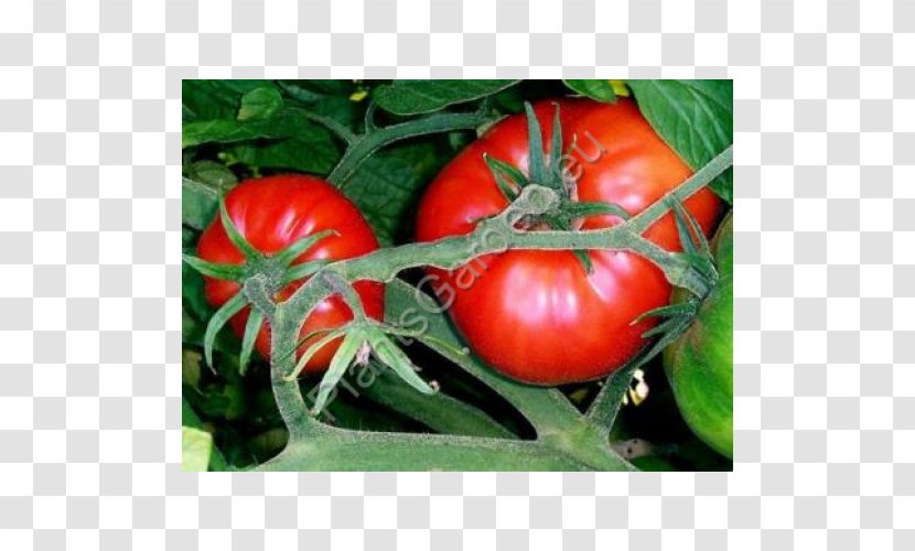 Marmande Tomato Seed Oil Heirloom Beefsteak - Red Transparent PNG