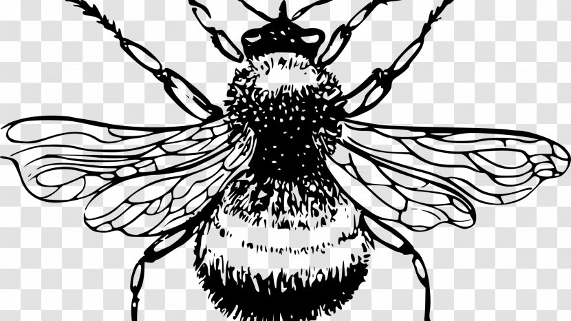 European Dark Bee Drawing Honey Clip Art - Invertebrate - Bumble Transparent PNG