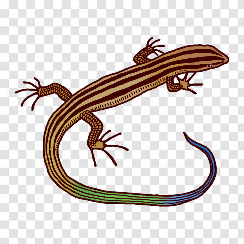 Lizard Amphibians Biology Science Transparent PNG