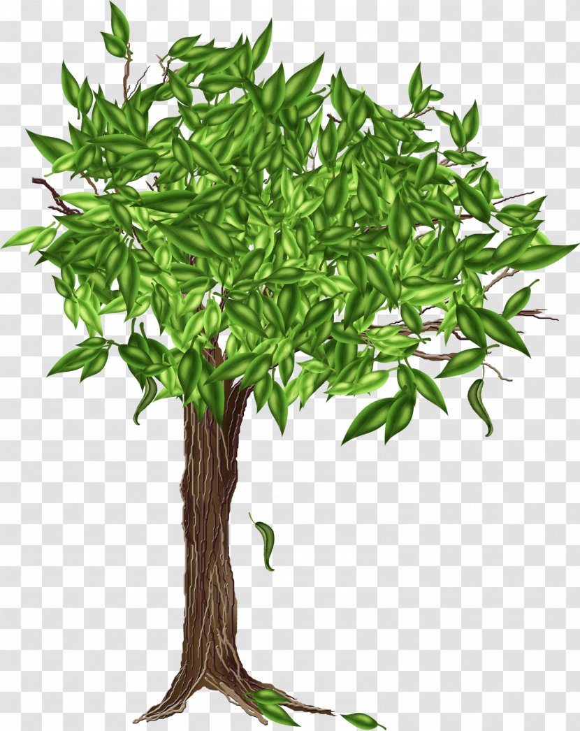 Drawing Tree Image - Leaf Transparent PNG